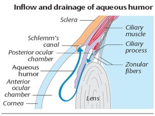 Comprehensive Physiology and Functional Anatomy of the Human Eye | PDF
