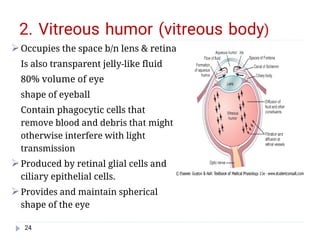 Viterous Humor Function Comprehensive Physiology and Functional Anatomy of the Human Eye | PDF