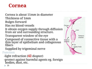 Comprehensive Physiology and Functional Anatomy of the Human Eye | PDF