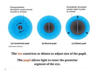 Comprehensive Physiology and Functional Anatomy of the Human Eye | PDF