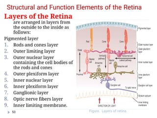 Comprehensive Physiology and Functional Anatomy of the Human Eye | PDF