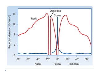 Comprehensive Physiology and Functional Anatomy of the Human Eye | PDF