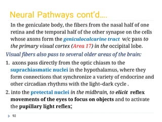 Comprehensive Physiology and Functional Anatomy of the Human Eye | PDF
