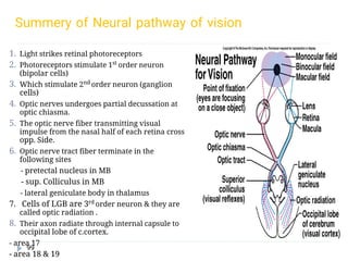 Comprehensive Physiology and Functional Anatomy of the Human Eye | PDF