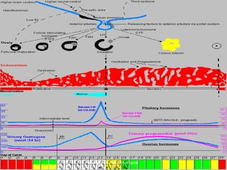 Ovarian responses
www.freelivedoctor.com
 