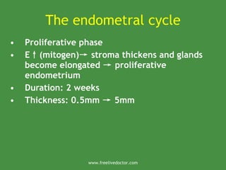 The endometral cycle
• Proliferative phase
• E↑(mitogen)→ stroma thickens and glands
become elongated → proliferative
endometrium
• Duration: 2 weeks
• Thickness: 0.5mm → 5mm
www.freelivedoctor.com
 