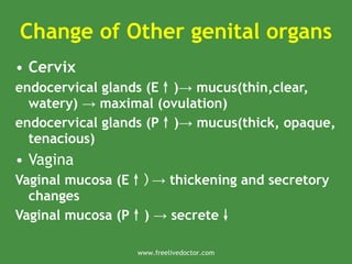 Change of Other genital organs
• Cervix
endocervical glands (E↑) mucus(thin,clear,
→
watery) maximal (ovulation)
→
endocervical glands (P↑) mucus(thick, opaque,
→
tenacious)
• Vagina
Vaginal mucosa (E↑) thickening and secretory
→
changes
Vaginal mucosa (P↑) secrete
→ ↓
www.freelivedoctor.com
 