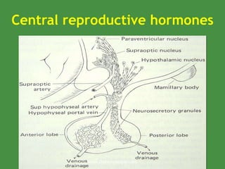 Central reproductive hormones
www.freelivedoctor.com
 