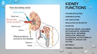 The Physiology of Thermal Stress on Renal Hemodynamics