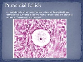 Primordial follicle in the cortical stroma. A layer of flattened follicular
epithelial cells surrounds the oocyte with its large nucleus and prominent
nucleolus. The ooplasm is not stained
 