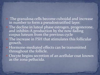  The granulosa cells become cuboidal and increase
in number to form a pseudostratified layer.
 The decline in luteal phase estrogen, progesterone,
and inhibin-A production by the now-fading
corpus luteum from the previous cycle
 The increase in FSH that stimulates this follicular
growth.
 Hormone-mediated effects can be transmitted
throughout the follicle.
 Oocyte begins secretion of an acellular coat known
as the zona pellucida.
 