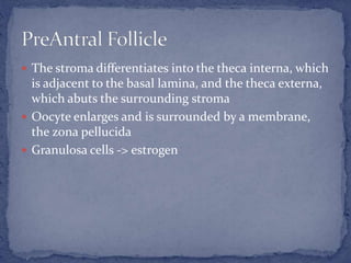  The stroma differentiates into the theca interna, which
is adjacent to the basal lamina, and the theca externa,
which abuts the surrounding stroma
 Oocyte enlarges and is surrounded by a membrane,
the zona pellucida
 Granulosa cells -> estrogen
 