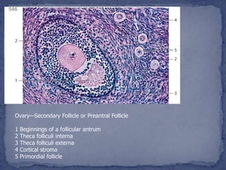 Ovary—Secondary Follicle or Preantral Follicle
1 Beginnings of a follicular antrum
2 Theca folliculi interna
3 Theca folliculi externa
4 Cortical stroma
5 Primordial follicle
 