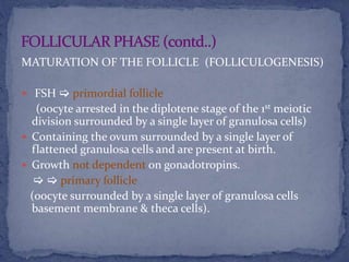 MATURATION OF THE FOLLICLE (FOLLICULOGENESIS)
 FSH  primordial follicle
(oocyte arrested in the diplotene stage of the 1st meiotic
division surrounded by a single layer of granulosa cells)
 Containing the ovum surrounded by a single layer of
flattened granulosa cells and are present at birth.
 Growth not dependent on gonadotropins.
  primary follicle
(oocyte surrounded by a single layer of granulosa cells
basement membrane & theca cells).
 
