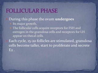  During this phase the ovum undergoes
 Its major growth,
 The follicular cells acquire receptors for FSH and
estrogen in the granulosa cells and receptors for LH
appear on thecal cells.
 Each cycle, 15-20 follicles are stimulated, granulosa
cells become taller, start to proliferate and secrete
E2 .
 