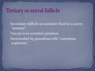 Secondary follicle accumulate fluid in a cavity
“antrum”.
Oocyte is in eccentric position.
Surrounded by granulosa cells “cumulous
oophorus”.
 