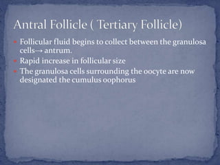  Follicular fluid begins to collect between the granulosa
cells→ antrum.
 Rapid increase in follicular size
 The granulosa cells surrounding the oocyte are now
designated the cumulus oophorus
 