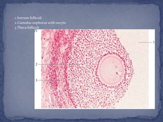  1 Antrum folliculi
 2 Cumulus oophorus with oocyte
 3 Theca folliculi
 