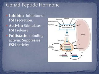  Inhibin: Inhibitor of
FSH secretion.
 Activin: Stimulates
FSH release
 Follistatin : binding
activin: Suppresses
FSH activity
 