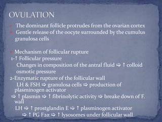  The dominant follicle protrudes from the ovarian cortex
 Gentle release of the oocyte surrounded by the cumulus
granulosa cells
 Mechanism of follicular rupture
1- Follicular pressure
Changes in composition of the antral fluid   colloid
osmotic pressure
2-Enzymatic rupture of the follicular wall
LH & FSH  granulosa cells  production of
plasminogen activator
  plasmin   fibrinolytic activity  breake down of F.
wall
LH   prostglandin E   plasminogen activator
  PG F2α   lysosomes under follicular wall
 
