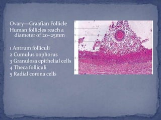Ovary—Graafian Follicle
Human follicles reach a
diameter of 20–25mm
1 Antrum folliculi
2 Cumulus oophorus
3 Granulosa epithelial cells
4 Theca folliculi
5 Radial corona cells
 