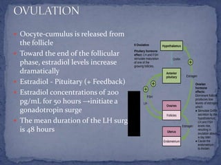  Oocyte-cumulus is released from
the follicle
 Toward the end of the follicular
phase, estradiol levels increase
dramatically
 Estradiol - Pituitary (+ Feedback)
 Estradiol concentrations of 200
pg/mL for 50 hours →initiate a
gonadotropin surge
 The mean duration of the LH surge
is 48 hours
 