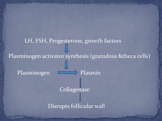 LH, FSH, Progesterone, growth factors
Plasminogen activator synthesis (granulosa &theca cells)
Plasminogen Plasmin
Collagenase
Disrupts follicular wall
 