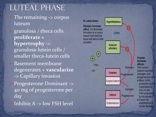  The remaining -> corpus
luteum
 granulosa / theca cells
proliferate +
hypertrophy ->
granulosa-lutein cells /
smaller theca-lutein cells
 Basement membrane
degenerates + vascularize
-> Capillary invasion
 Progesterone Dominant ->
40 mg of progesterone per
day
 Inhibin A -> low FSH level
 