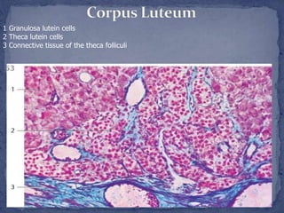 1 Granulosa lutein cells
2 Theca lutein cells
3 Connective tissue of the theca folliculi
 
