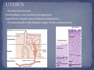  Decidua functionalis
-intermediate zone (stratum spongiosum)
-superficial compact zone (stratum compactum).
 Decidua basalis is the deepest region of the endometrium
 