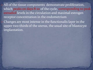  All of the tissue components demonstrate proliferation,
which peaks on days 8-10 of the cycle, corresponding to peak
estradiol levels in the circulation and maximal estrogen
receptor concentration in the endometrium
 Changes are most intense in the functionalis layer in the
upper two-thirds of the uterus, the usual site of blastocyst
implantation.
 
