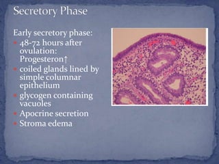 Early secretory phase:
 48-72 hours after
ovulation:
Progesteron↑
 coiled glands lined by
simple columnar
epithelium
 glycogen containing
vacuoles
 Apocrine secretion
 Stroma edema
 