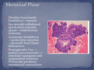  Decidua functionalis
breakdown→menses
 Sex steroids withdrawal:
spiral artery vascular
spasm →endometrial
ischemia.
 Lysosomes breakdown
→proteolytic enzymes
→promote local tissue
destruction.
 Prostaglandin F2α →
potent vasoconstrictor→
arteriolar vasospasm and
endometrial ischemia.
PGF2α also produces
myometrial contractions
 