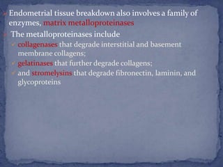  Endometrial tissue breakdown also involves a family of
enzymes, matrix metalloproteinases
 The metalloproteinases include
 collagenases that degrade interstitial and basement
membrane collagens;
 gelatinases that further degrade collagens;
 and stromelysins that degrade fibronectin, laminin, and
glycoproteins
 