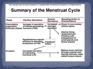 physiologyofthemenstrualcycle