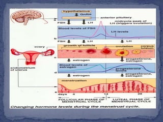 physiologyofthemenstrualcycle