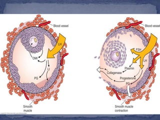Physiology of the menstrual cycle | PPTX