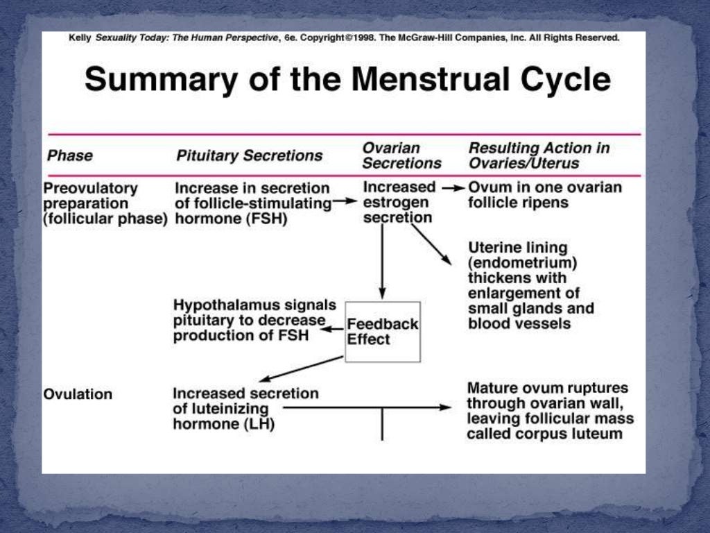 Physiology of the menstrual cycle