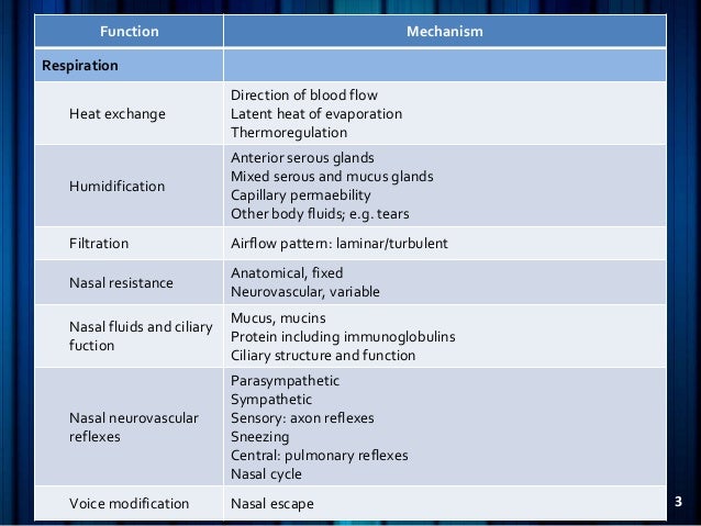 Parts Of The Nose And Their Functions