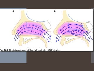 Comprehensive Overview of Nasal Physiology and Function Mechanisms | PPT