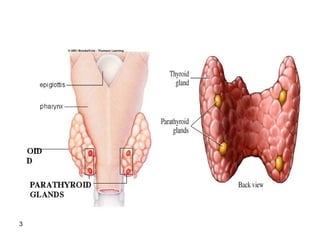 Physiology of the PARATHYROID Gland for Medical Students.pdf