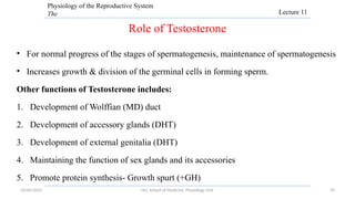 Testosterone Reproductive System Physiology of the Reproductive System for PC.pptx
