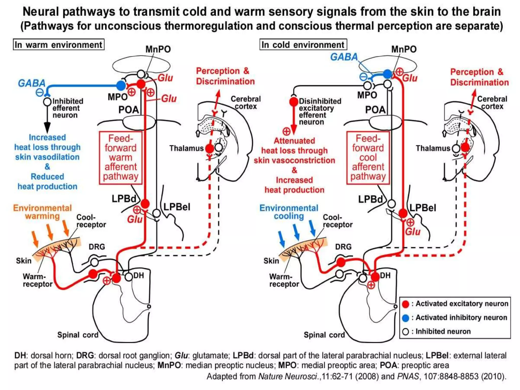 Physiology of thermoregulation & monitering of temperature | PPTX
