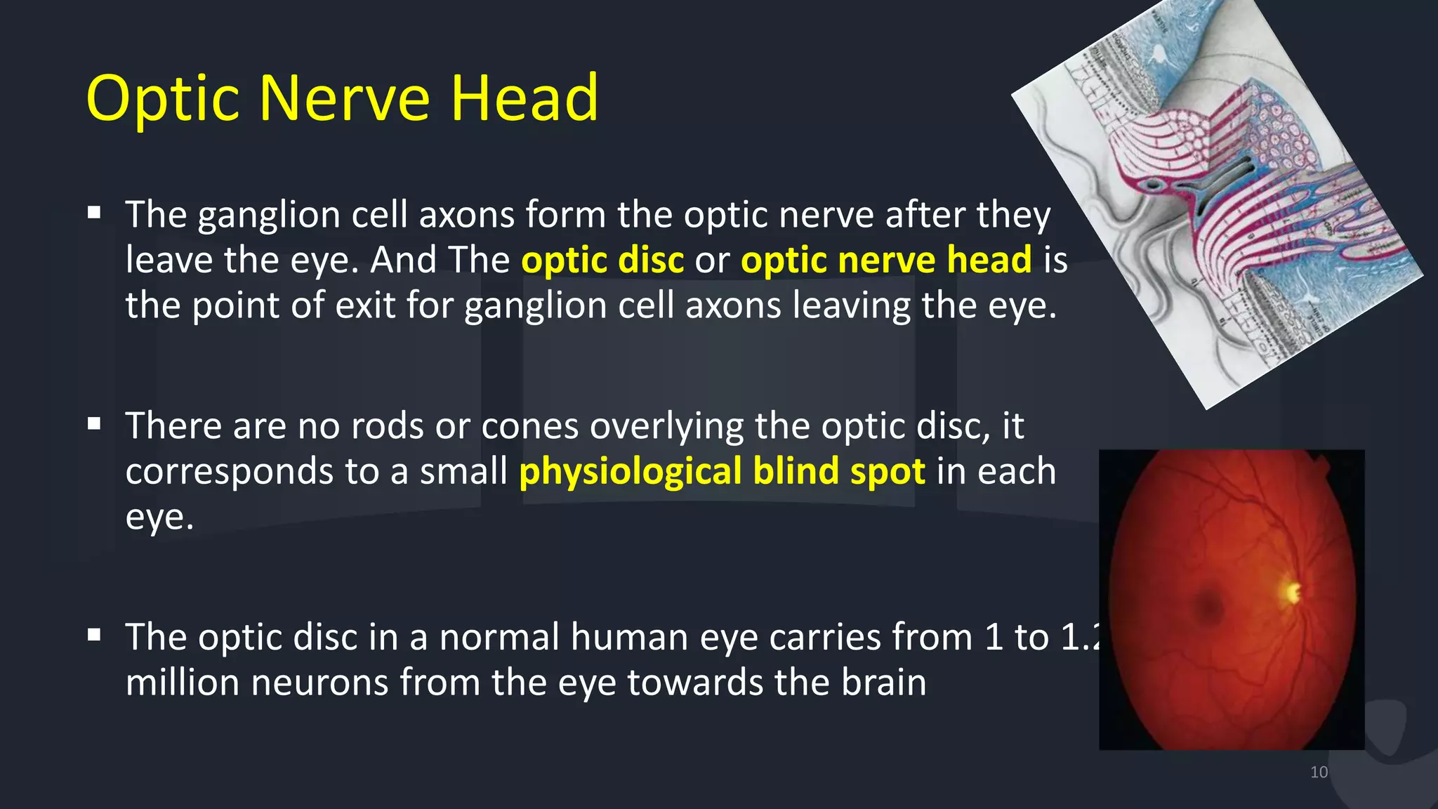 Optic Nerve Head
 The ganglion cell axons form the optic nerve after they
leave the eye. And The optic disc or optic nerve head is
the point of exit for ganglion cell axons leaving the eye.
 There are no rods or cones overlying the optic disc, it
corresponds to a small physiological blind spot in each
eye.
 The optic disc in a normal human eye carries from 1 to 1.2
million neurons from the eye towards the brain
10
 