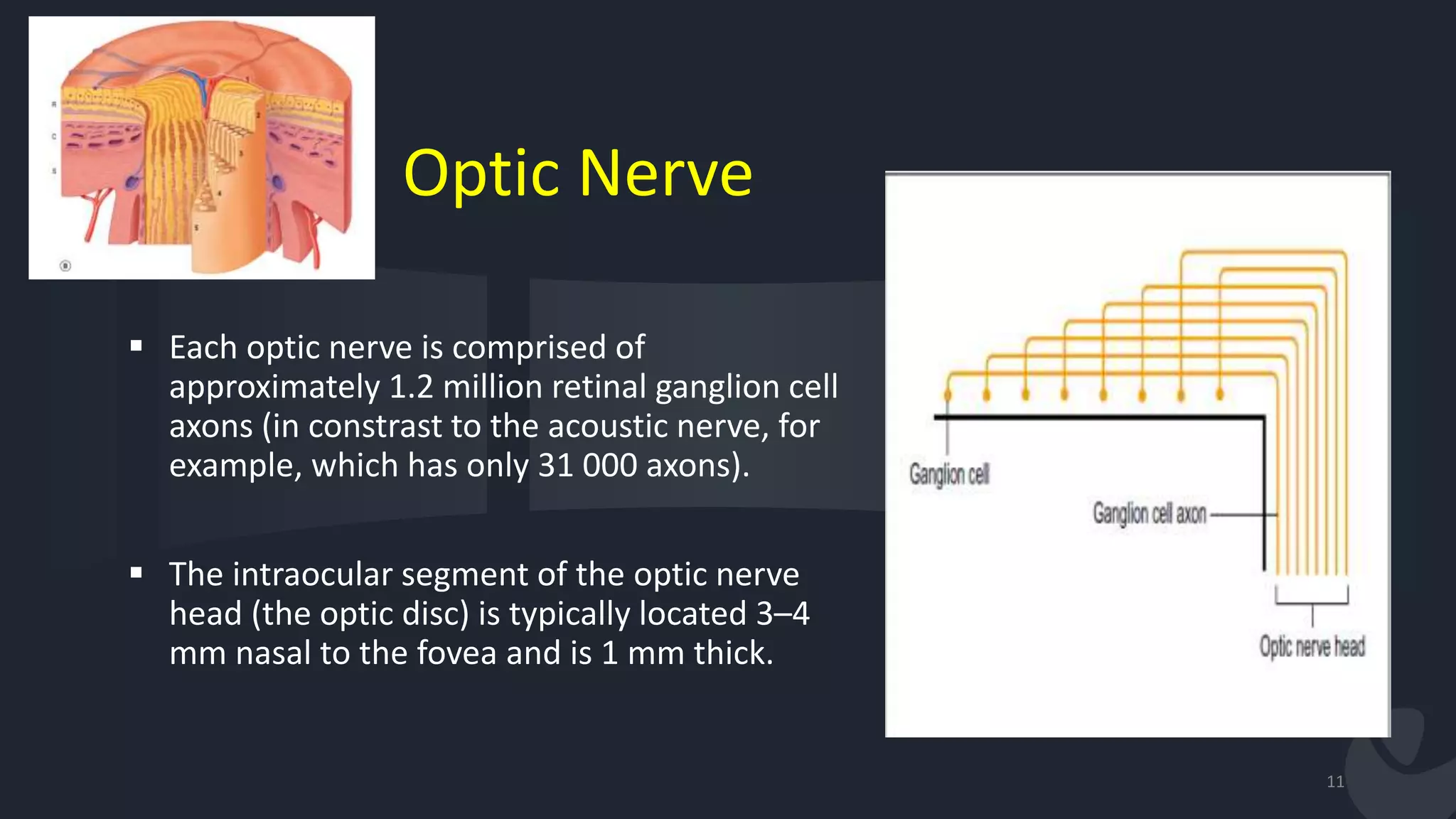 Optic Nerve
 Each optic nerve is comprised of
approximately 1.2 million retinal ganglion cell
axons (in constrast to the acoustic nerve, for
example, which has only 31 000 axons).
 The intraocular segment of the optic nerve
head (the optic disc) is typically located 3–4
mm nasal to the fovea and is 1 mm thick.
11
 