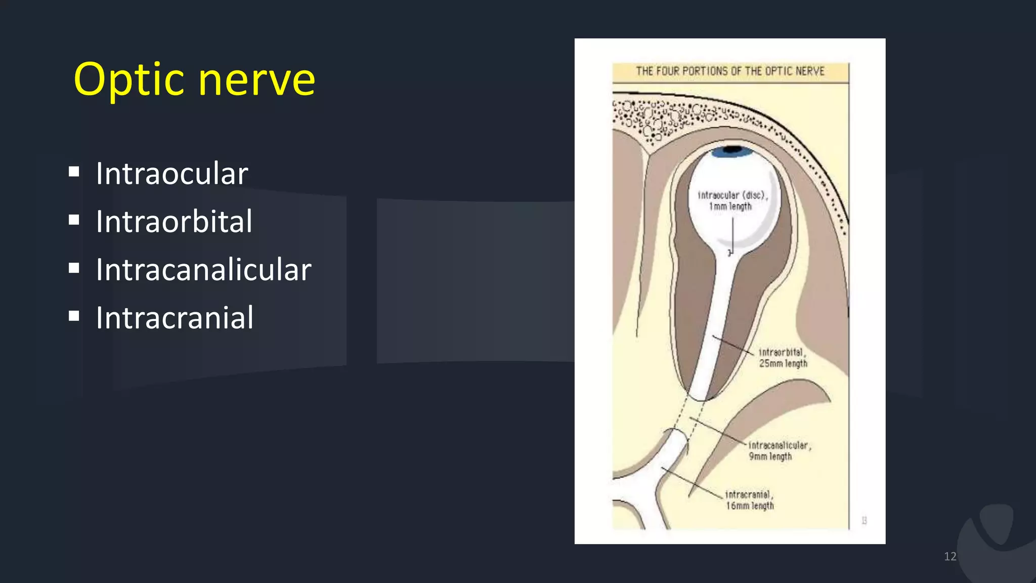 Optic nerve
 Intraocular
 Intraorbital
 Intracanalicular
 Intracranial
12
 