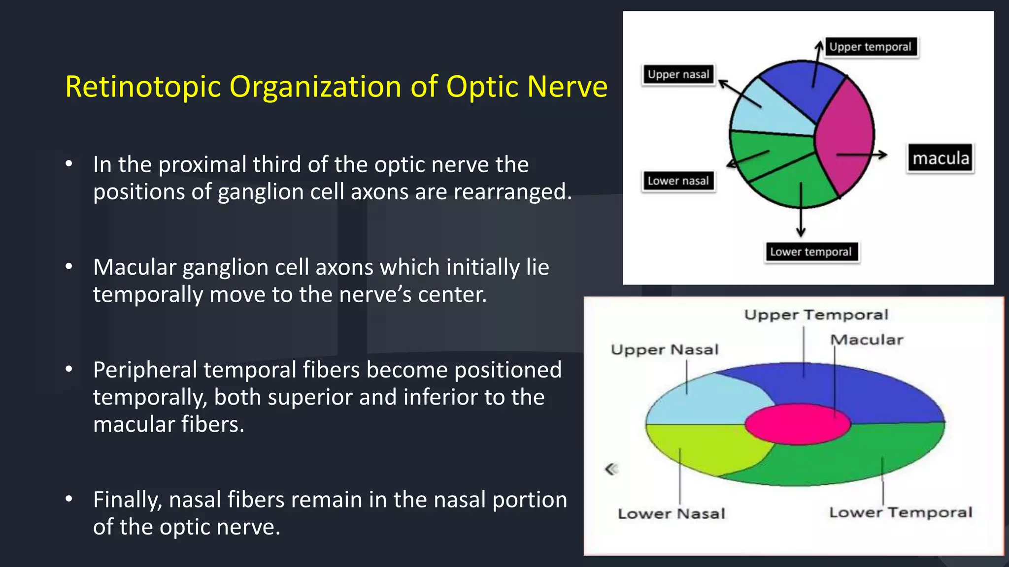 Retinotopic Organization of Optic Nerve
• In the proximal third of the optic nerve the
positions of ganglion cell axons are rearranged.
• Macular ganglion cell axons which initially lie
temporally move to the nerve’s center.
• Peripheral temporal fibers become positioned
temporally, both superior and inferior to the
macular fibers.
• Finally, nasal fibers remain in the nasal portion
of the optic nerve. 13
 