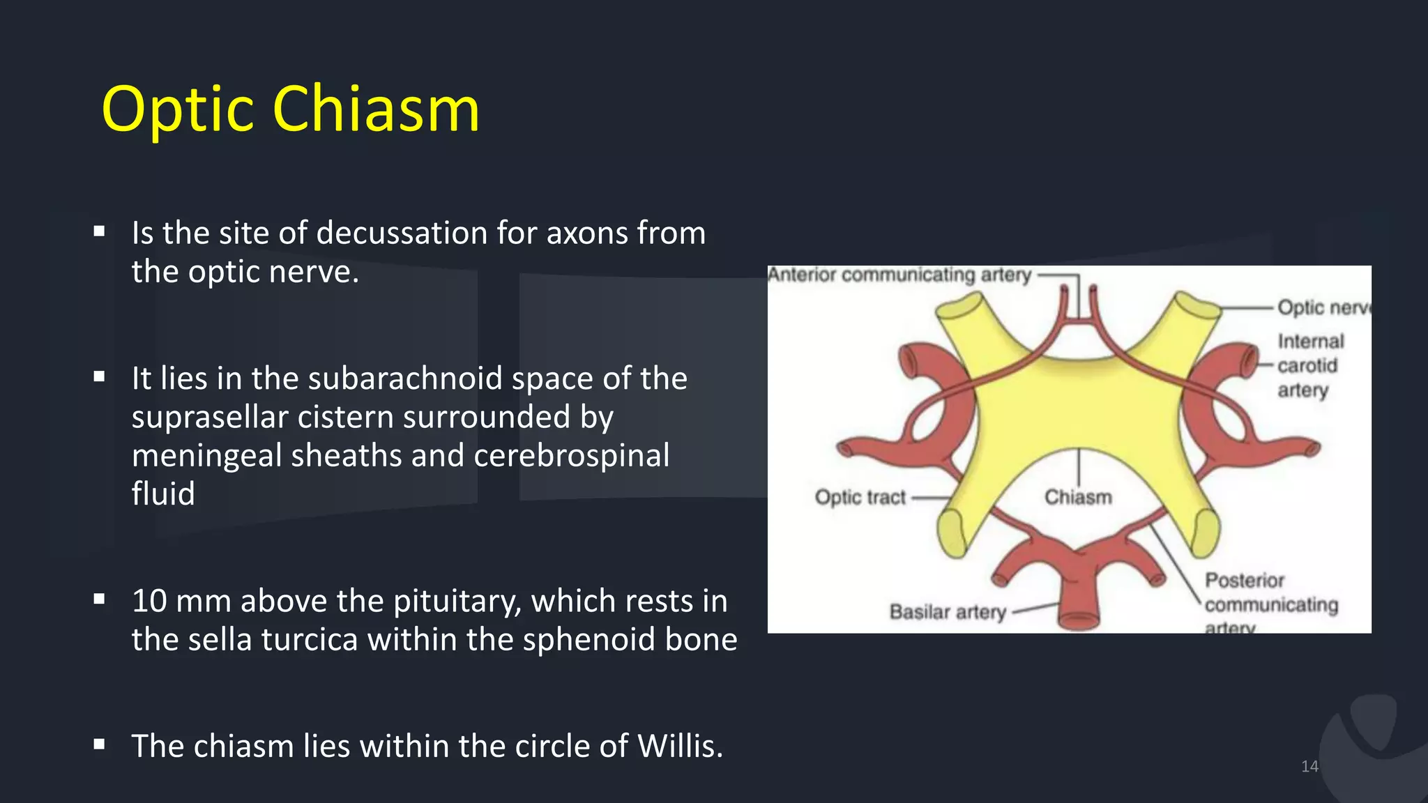 Optic Chiasm
 Is the site of decussation for axons from
the optic nerve.
 It lies in the subarachnoid space of the
suprasellar cistern surrounded by
meningeal sheaths and cerebrospinal
fluid
 10 mm above the pituitary, which rests in
the sella turcica within the sphenoid bone
 The chiasm lies within the circle of Willis. 14
 
