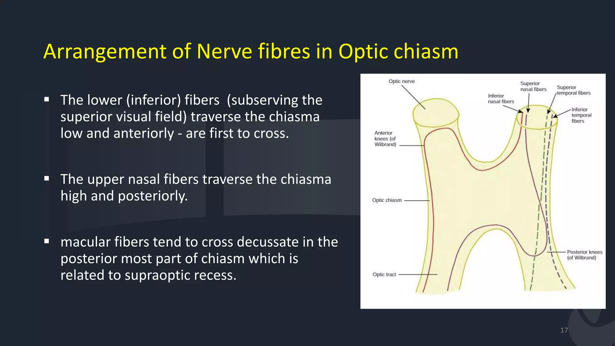 Arrangement of Nerve fibres in Optic chiasm
 The lower (inferior) fibers (subserving the
superior visual field) traverse the chiasma
low and anteriorly - are first to cross.
 The upper nasal fibers traverse the chiasma
high and posteriorly.
 macular fibers tend to cross decussate in the
posterior most part of chiasm which is
related to supraoptic recess.
17
 