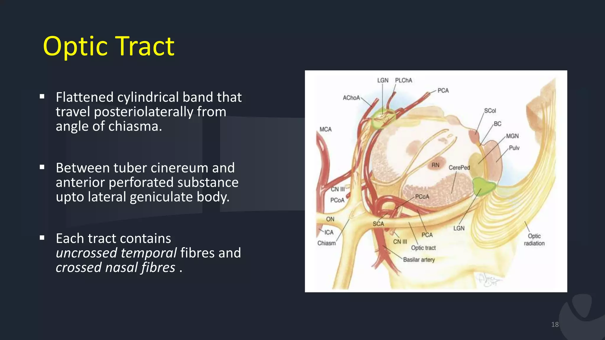 Optic Tract
 Flattened cylindrical band that
travel posteriolaterally from
angle of chiasma.
 Between tuber cinereum and
anterior perforated substance
upto lateral geniculate body.
 Each tract contains
uncrossed temporal fibres and
crossed nasal fibres .
18
 